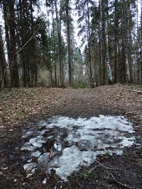 Trees in forest