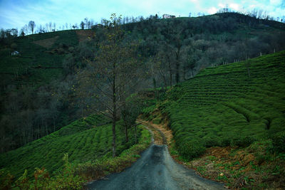 Road amidst green landscape against sky