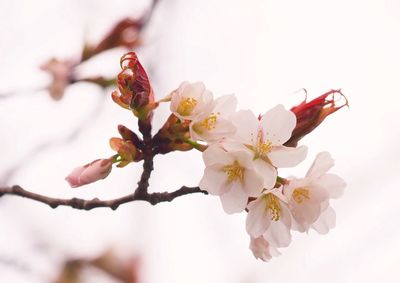 Close-up of flowers on branch