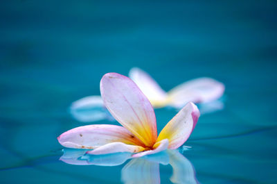 Close-up of blue water lily