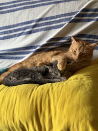 cat