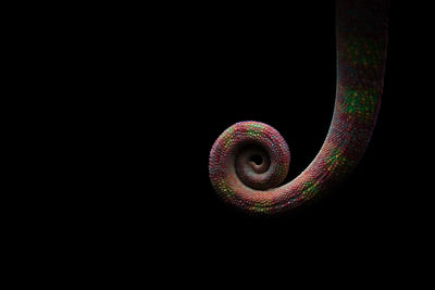 Wild chameleon with coiled colorful tail hanging against black background in dark studio