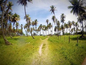 Palm trees on landscape against sky