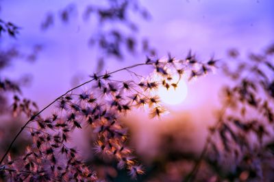 Low angle view of flowering plant against sky