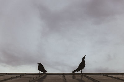 Low angle view of silhouette birds perching against sky