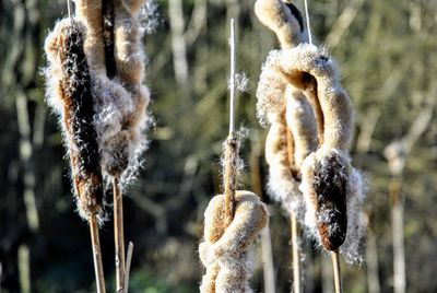 Close-up of frozen plants on field during winter