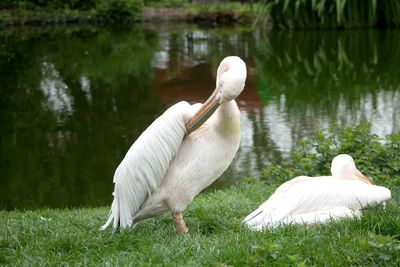 White swan on lake