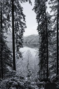 Scenic view of lake in forest against sky