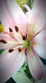 Close-up of pink flower blooming outdoors