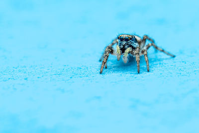 Close-up of spider on the surface