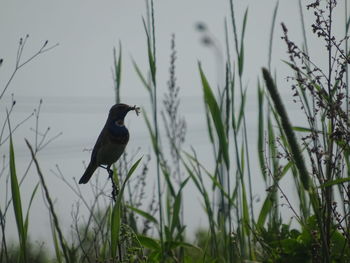 Bird perching on a field
