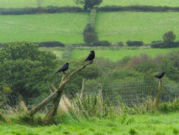 Bird perching on a field