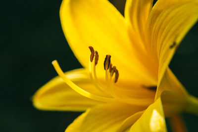 Close-up of orange flower