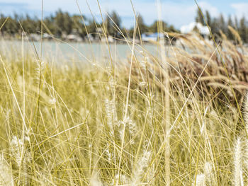 Close-up of stalks in field