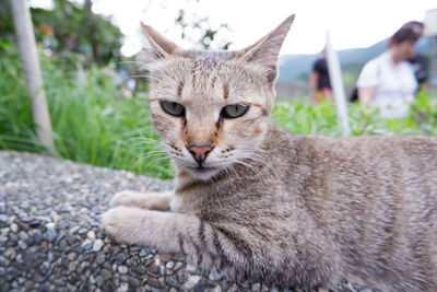 Close-up portrait of a cat