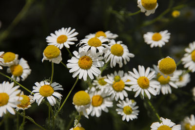 Close-up of white daisy flowers