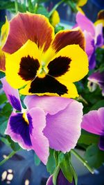 Close-up of purple flower