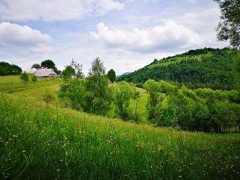 Scenic view of green landscape against sky