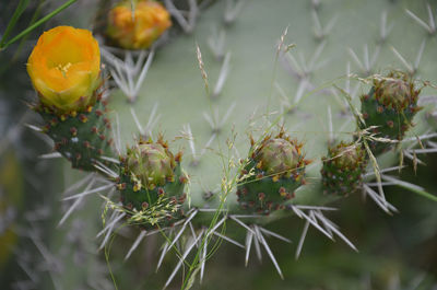 Close-up of cactus plants