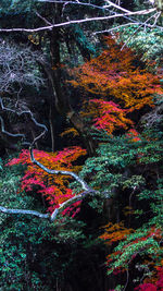 Autumn trees in forest