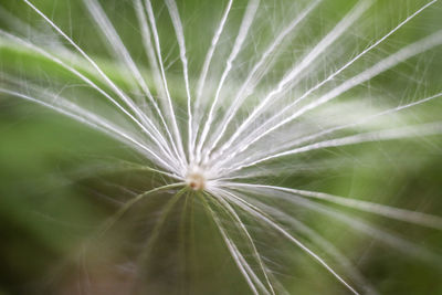 Close-up of dandelion on plant