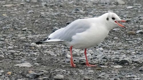 Close-up of seagull