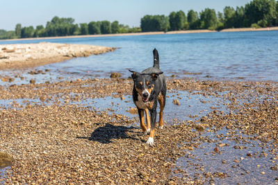 Portrait of dog on beach