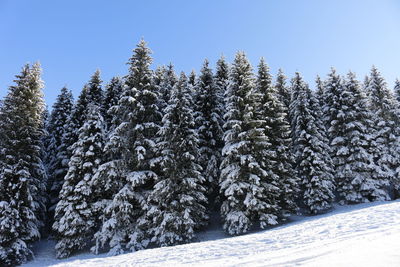 Snow covered pine trees in forest against sky