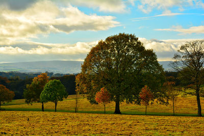 Trees on field against sky during autumn