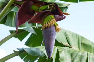 Low angle view of a plant