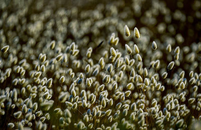 Close-up of bee on wheat plants