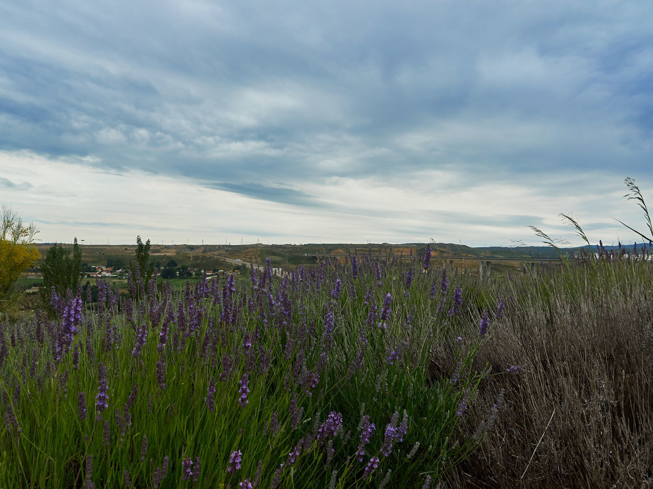 PLANTS GROWING ON FIELD AGAINST SKY