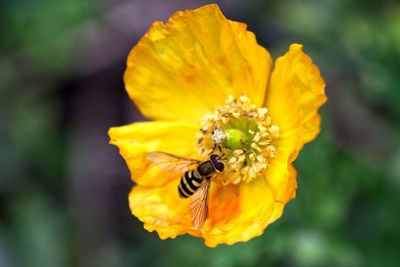 Close-up of insect on yellow flower