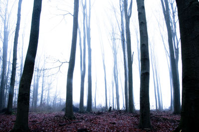 Trees in forest during winter
