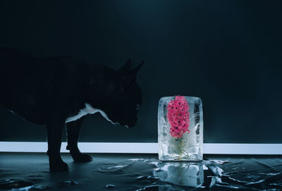 Close-up of french bulldog dog against hyacinth flower in ice on black background