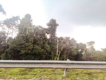 Trees against sky