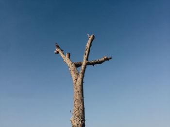 Low angle view of tree against clear sky