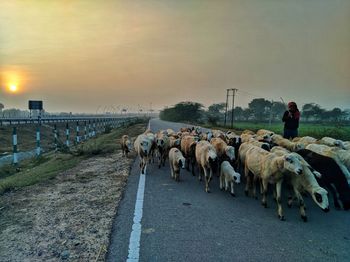 Horses on road against sky during sunset