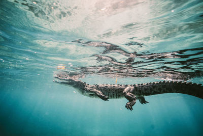 Crocodile swimming in sea