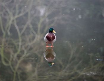 Bird on frozen water