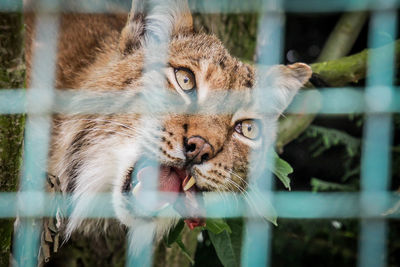 Close-up portrait of a cat