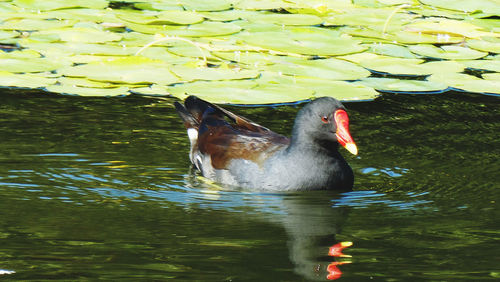 Duck swimming in lake