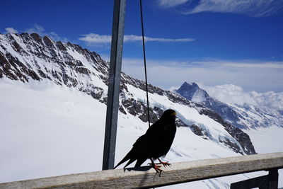 Bird perching on snow covered mountain