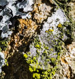 Close-up of bee on rock