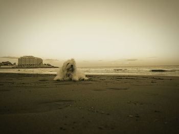 View of sandy beach