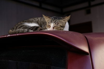 Close-up of cat sleeping