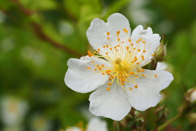 Close-up of white flower