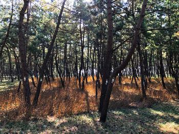 View of trees in forest