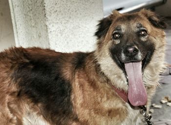 Close-up portrait of a dog