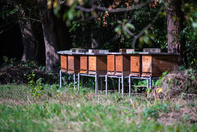 Beehives in the sun on the edge of a meadow.